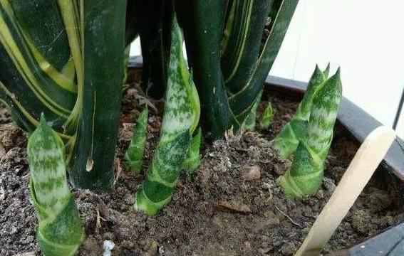 虎皮兰不长新芽挖出来一些土壤,养护得当,短时间内轻松爆盆