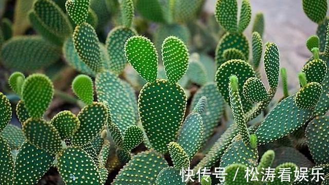 仙人掌|仙人掌烂根不用怕，这样处理一下，轻松长出大白根