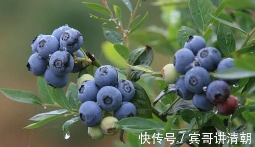 血压|查出高血压别担心,每天吃这几样食物,血压“十拿九稳”胜吃药