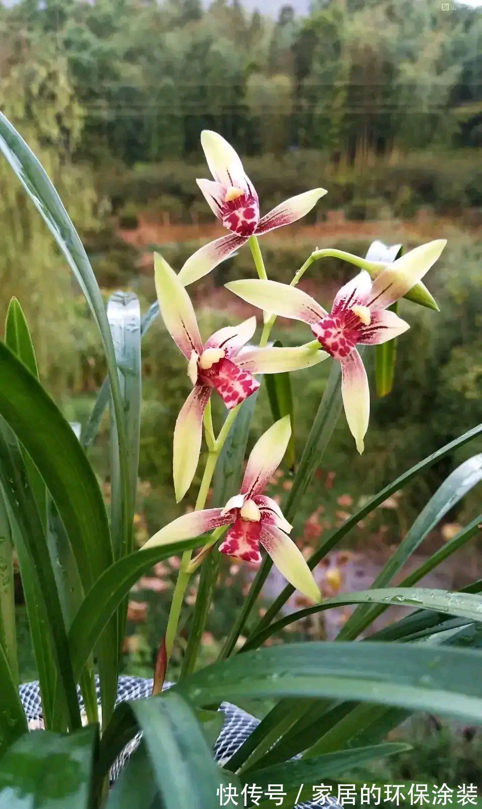 十月不知养啥花？看看这六种，好养又漂亮，可以放心入手