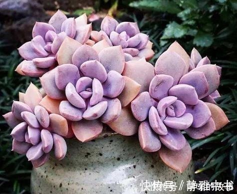 颗粒|种多肉听我的,记住5个关键点,盆盆都成活,个个胖嘟嘟!