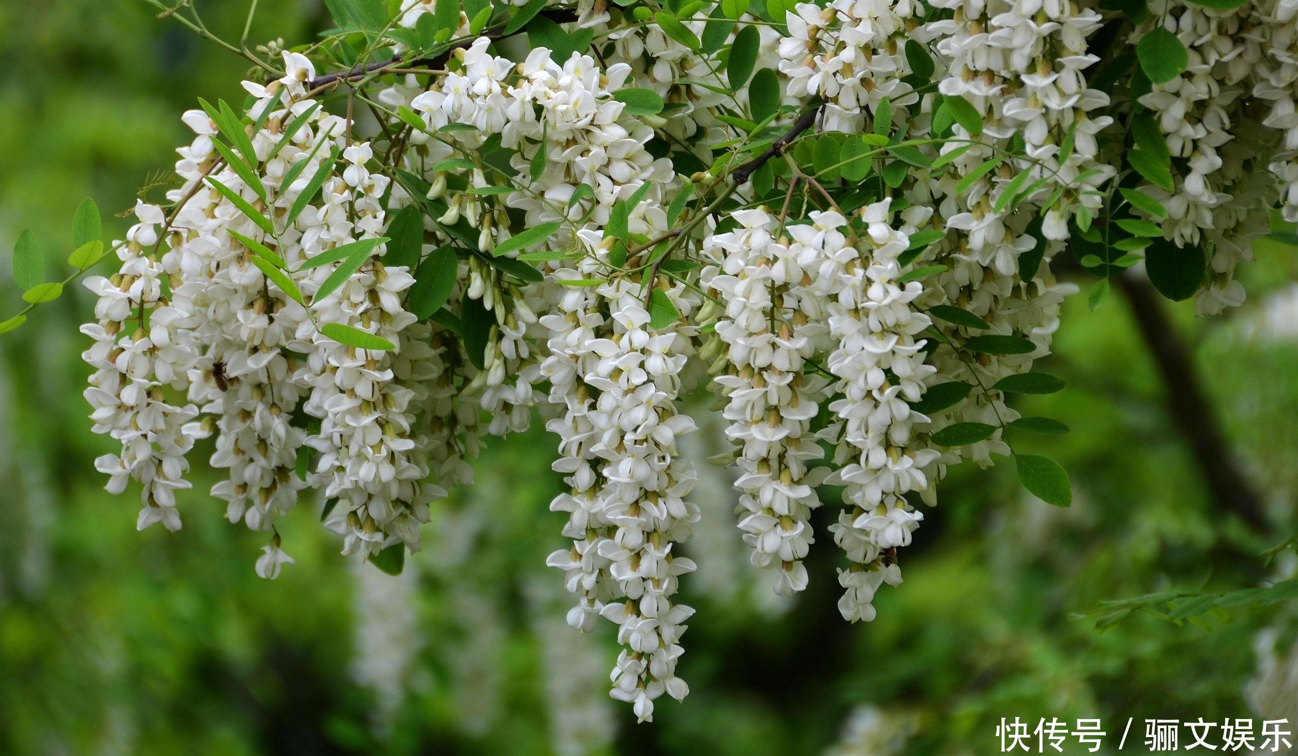 农村里的6种野菜,比肉还好吃,第4种刚出锅就抢光