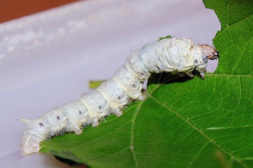 肌表|吃完鱼虾起风疹!一味粪便类中药,化湿浊,祛风邪,值得研究