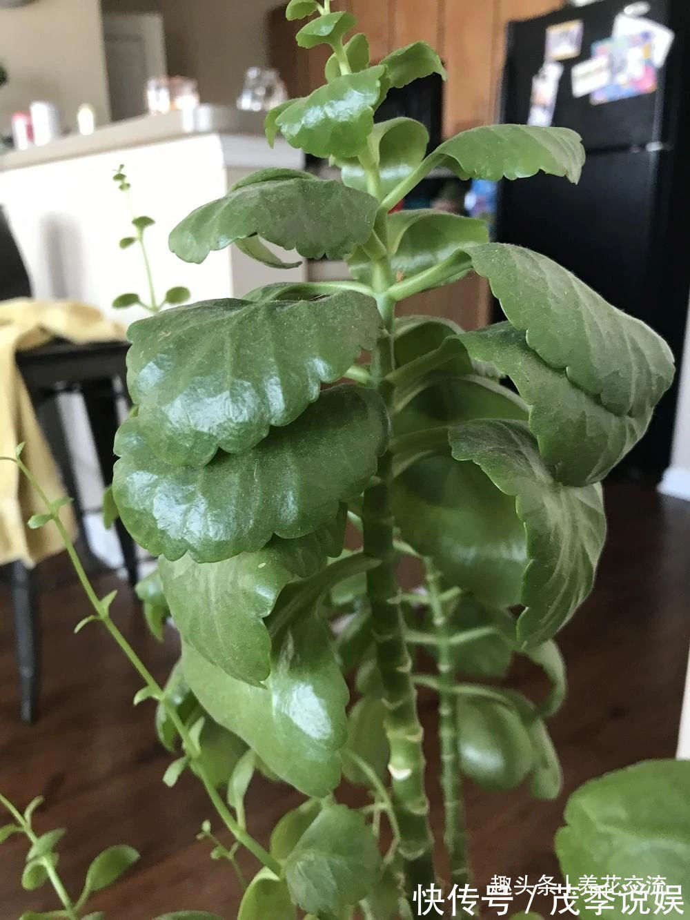 盆栽|室内盆栽长寿花开花指南,光照比肥料还重要,想要复花要学会修剪