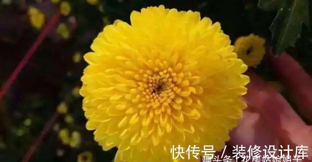4款秋天栽培的花卉,大家都了解吗?秋天到了,赶紧在家里养几盆