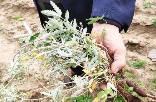 野菜|农村一种长在地下的“鸡腿”,过去挖了当零食吃,如今价值极高