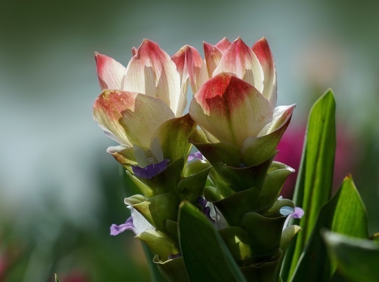 姜荷花|此花花色端庄典雅,被称为“热带郁金香”,象征着信赖和高洁