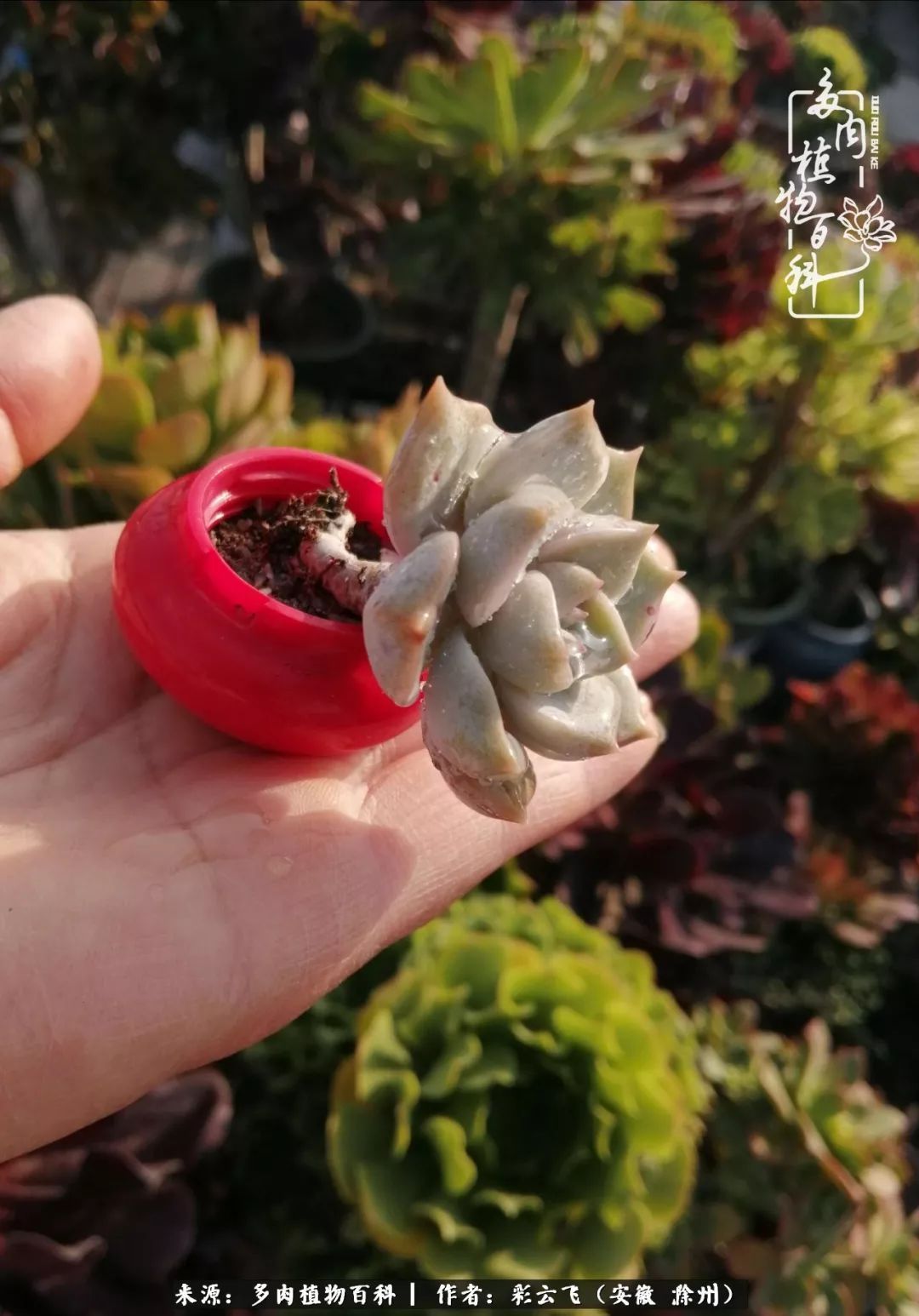 浇水后的多肉,照片秒变“照骗”!却被“骗”得很开心!