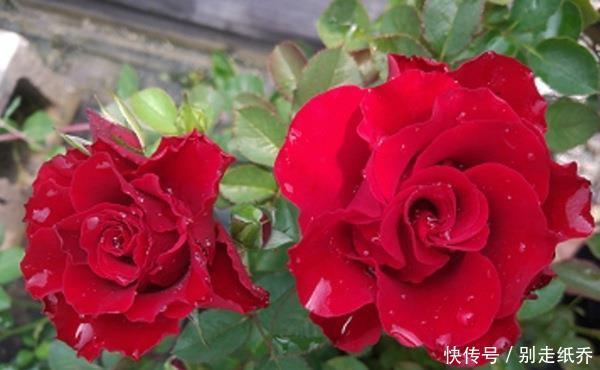 3种花超让人喜欢,美若牡丹芍药,又美又香,花期长,盆栽也可以