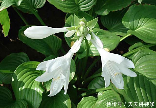 这几种花超耐阴，夏天放在阴凉地，遮阴养出满盆花