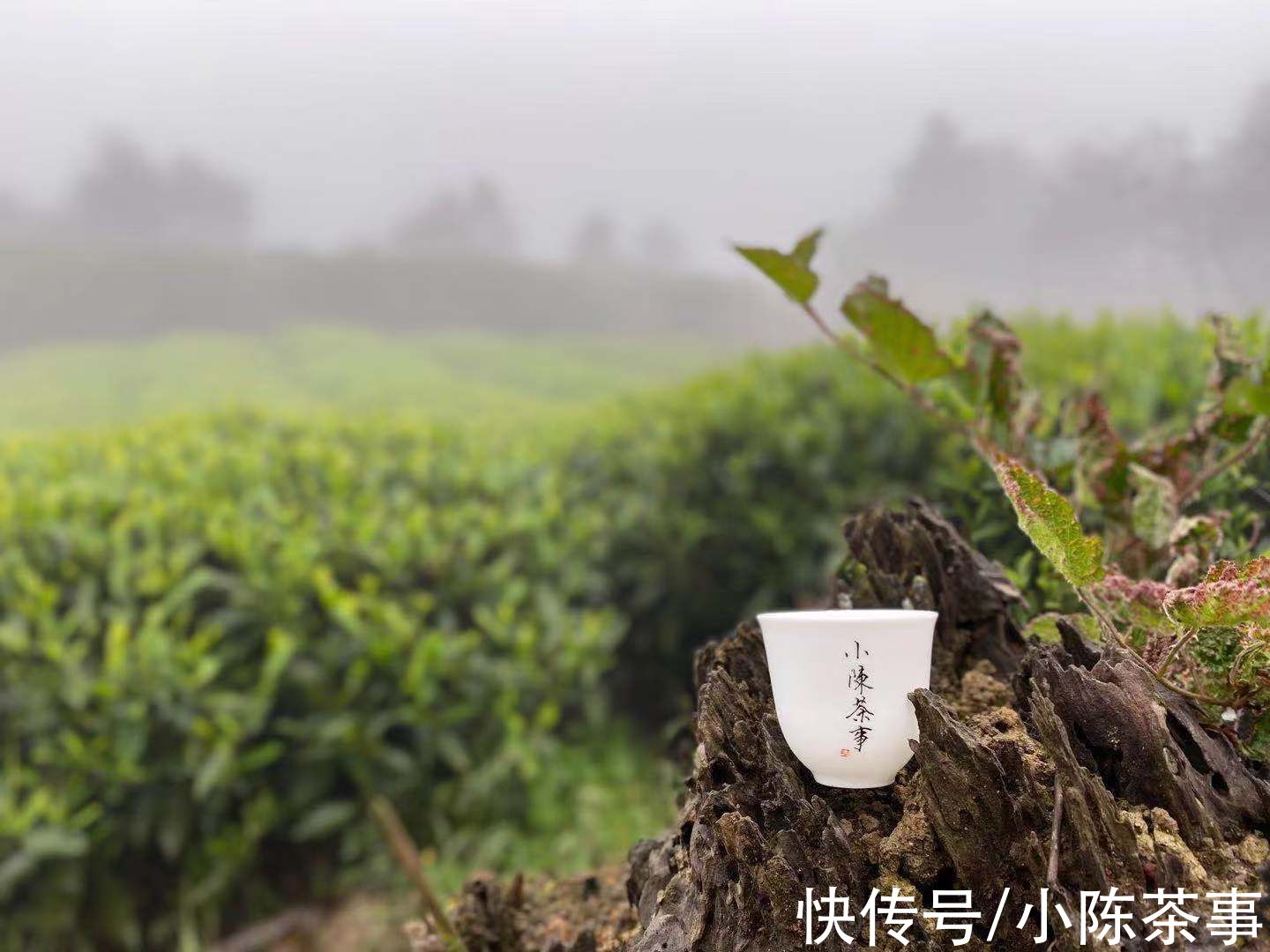 茶叶#6个原因告诉你，为什么老茶客煮茶滋味甘醇，而你的却苦涩不堪