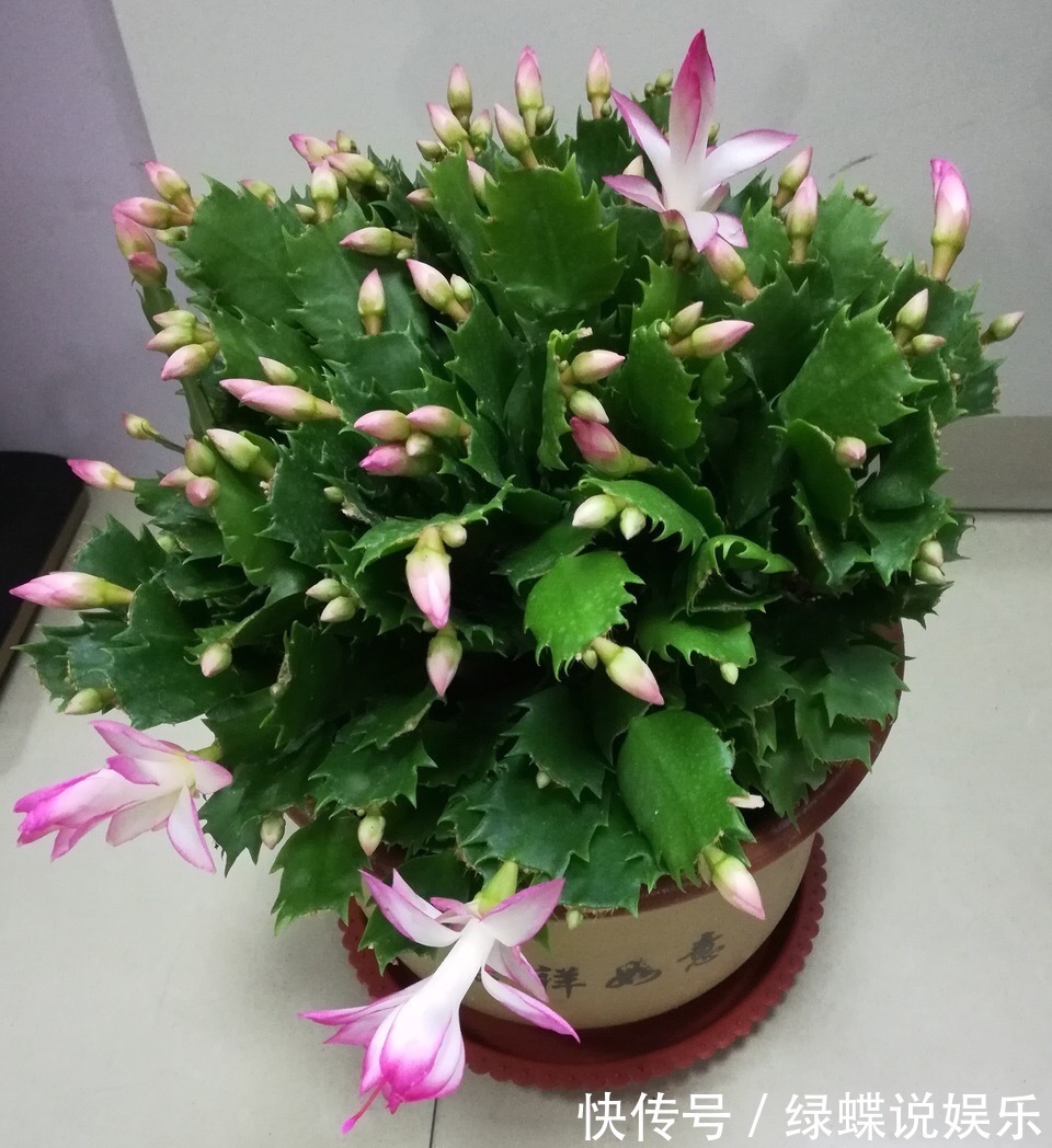 植株|夏天养蟹爪兰,“3点”做不好,黄叶、耷拉、介壳虫,活不到秋天