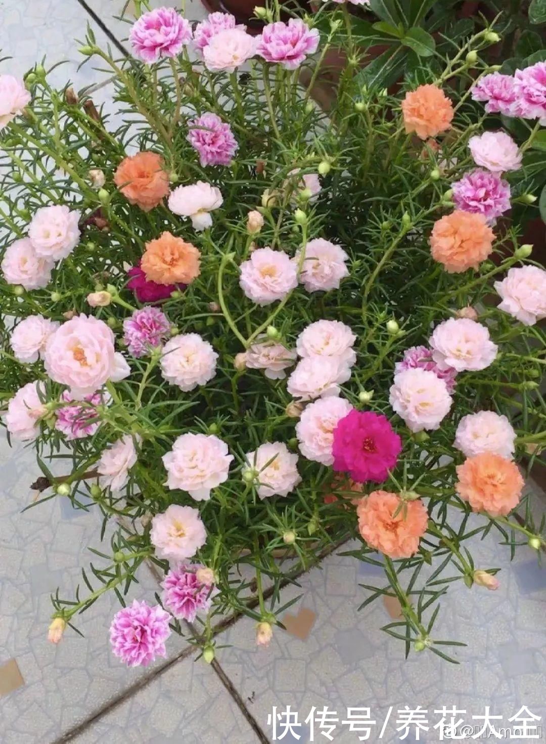 生根|6种花夏天扦插，枝条剁8段、撒土里，3岁小孩都能插活