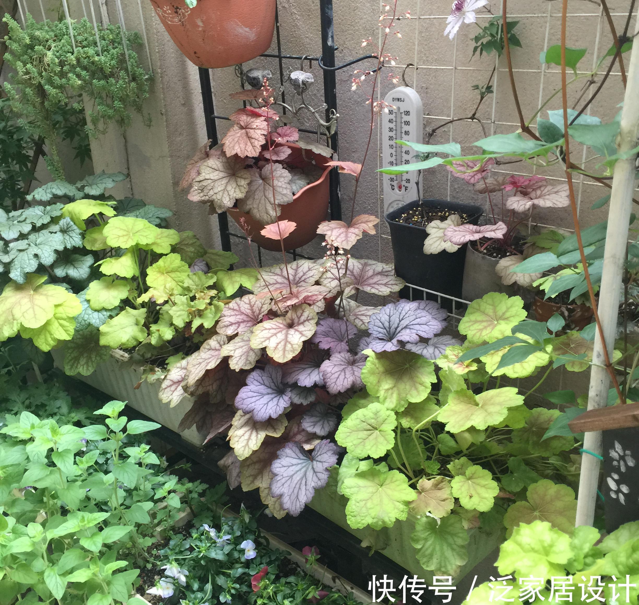 长得不好看?越冷越鲜艳,叶子七彩色,花叶具美的寒冬“颜值王”