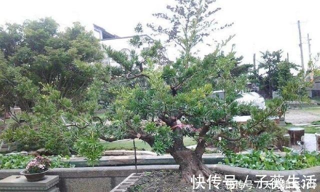 都说这种树很贵!其实剪根“枝条”,埋土里就能长,不用花钱买!