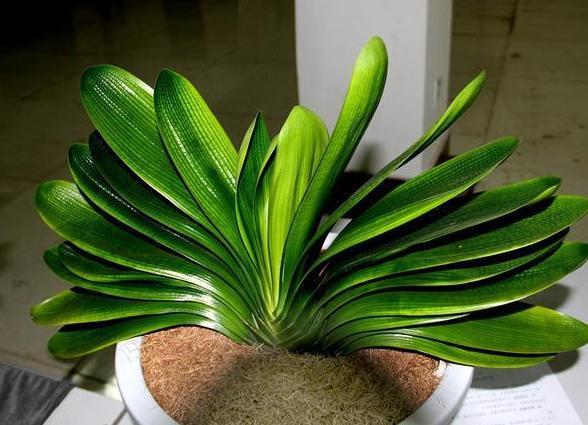 打理好君子兰关键在它们,盆栽做到位,叶片油绿有光泽、易爆盆