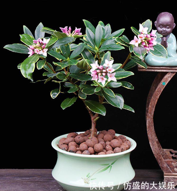 8种“吉利花”,要用“穷养法”,小盆养老桩,富贵又旺家