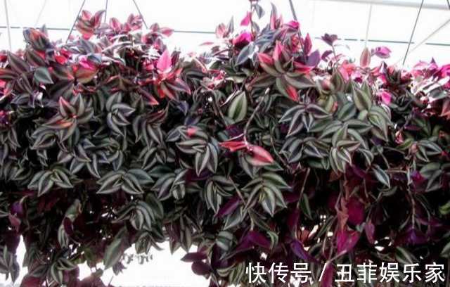 这3种吊兰千万别这么养,不然疯长爆芽,控制不住!