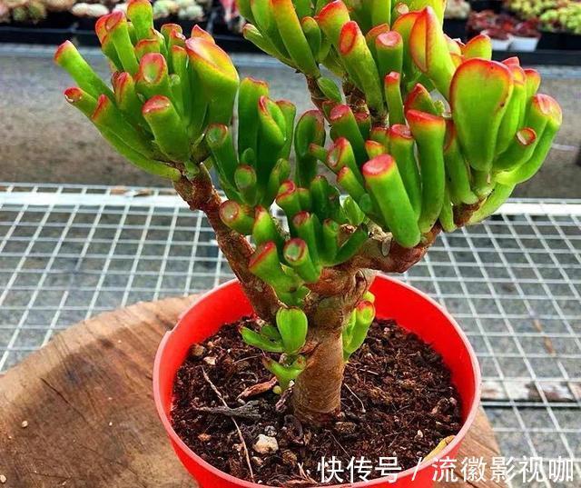 腐殖质|8种“丑花”，个个都有好兆头，家里养几盆，镇宅吉祥，越养越爱