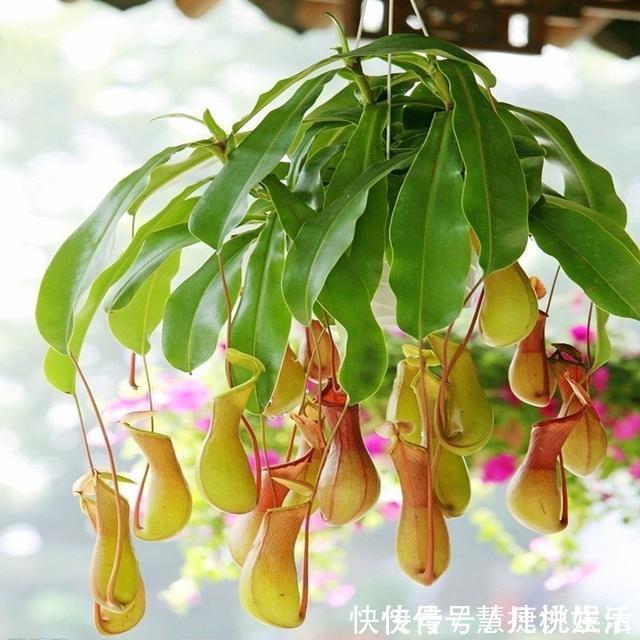 一个月|此种水果吃完不要扔，放盆里泡下，7天发芽，一个月必爆盆