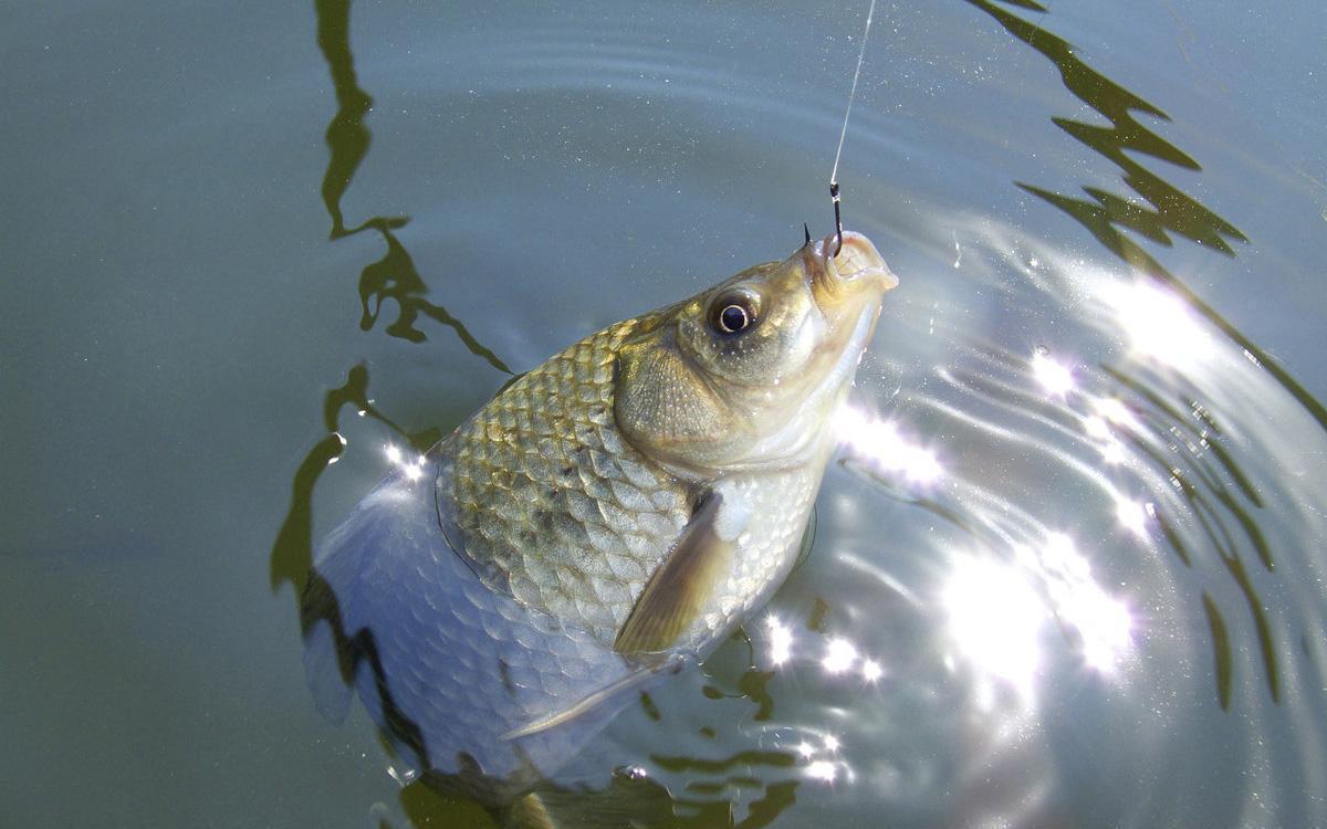 套路|冬季野钓找鱼不能瞎找,遵循这些套路,渔获想差都困难