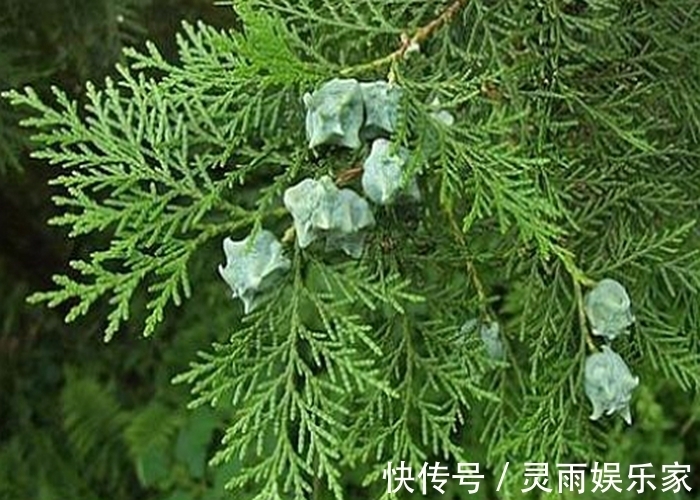 白酒|侧柏叶放在白酒泡一泡,不但白发变黑发,4件好事可能不请自来!