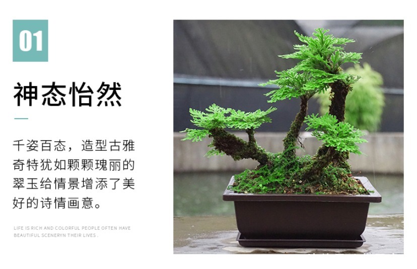 枯萎|养不死的植物,枯萎了也能遇水“涅槃”复活!