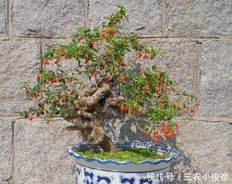 枸杞|没钱买花,野外去挖,插个枝就活,一年变昂贵的盆景,挂满红果果