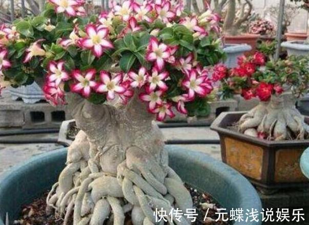 芦荟|工作忙、没时间养花，不如盆栽这些懒人植物，沾土就能生根存活