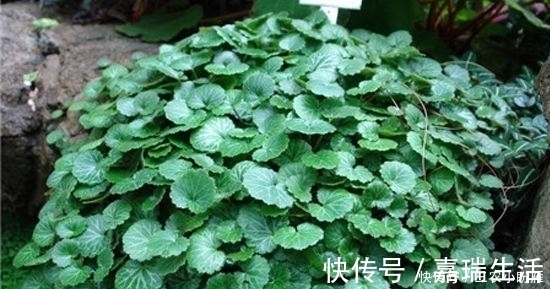 虎耳草|乡下一种野草，人称“耳朵红”，是一种珍贵药材，遇见要珍惜