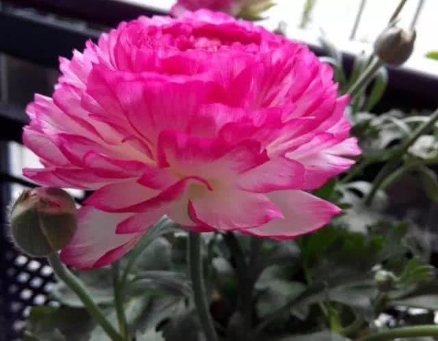 似牡丹,价格低,丢土里就能活,寒冬也能繁花似锦