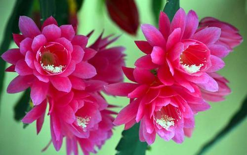 成长期|此款仙人掌，比绿萝好养，比荷花好看，简单易成活，花开硕大