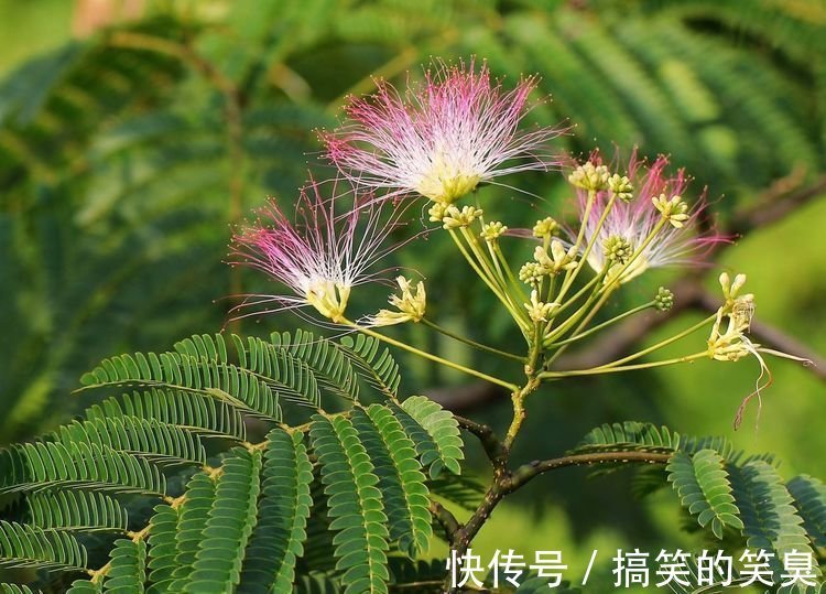 此花，花开就像一团团绒毛球一样，有着可爱的花色，花期很长