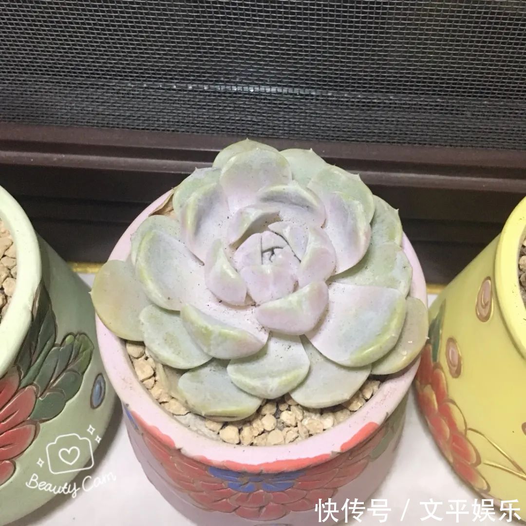 一组逆袭成功的多肉给它时间，它就会给你好看！