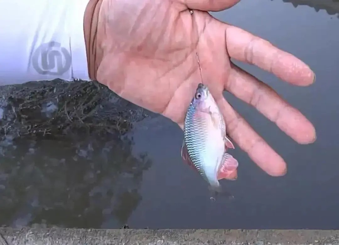 形似“屎光皮”、大如小鳊鱼，大鳍鱊不但好吃还很好钓