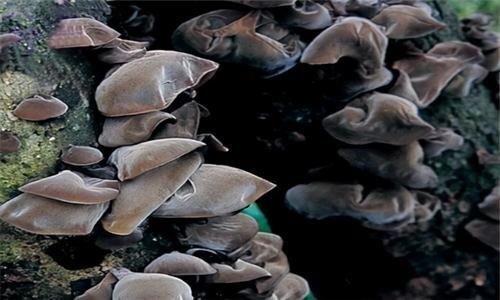 枸杞|每天晚上坚持吃3种食物,滋阴补肾,补血益气,早吃早受益!