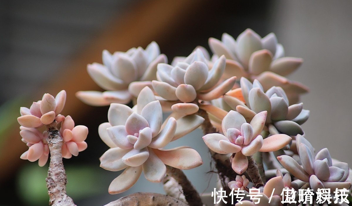 多肉|多肉多晒晒太阳,生长健壮,预防徒长不生病,养出一盆漂亮的多肉