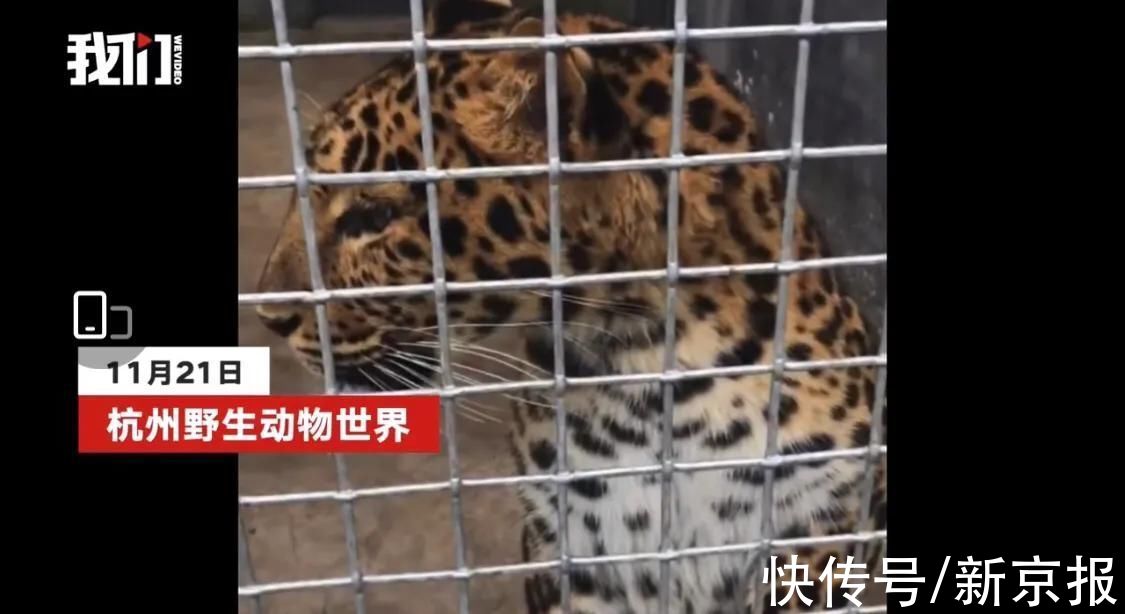 金钱豹|杭州出逃金钱豹康复后照片曝光：2只都胖了