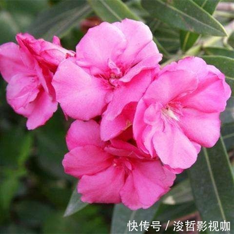 花友们|“5种”有毒花别乱养,换盆要戴手套,小心皮肤红肿