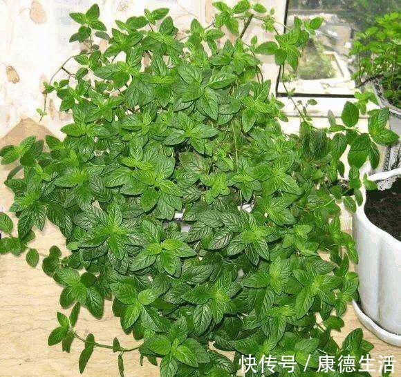 打理|卫生间就养这“4种盆栽”,去异味,吸潮气,养眼好打理