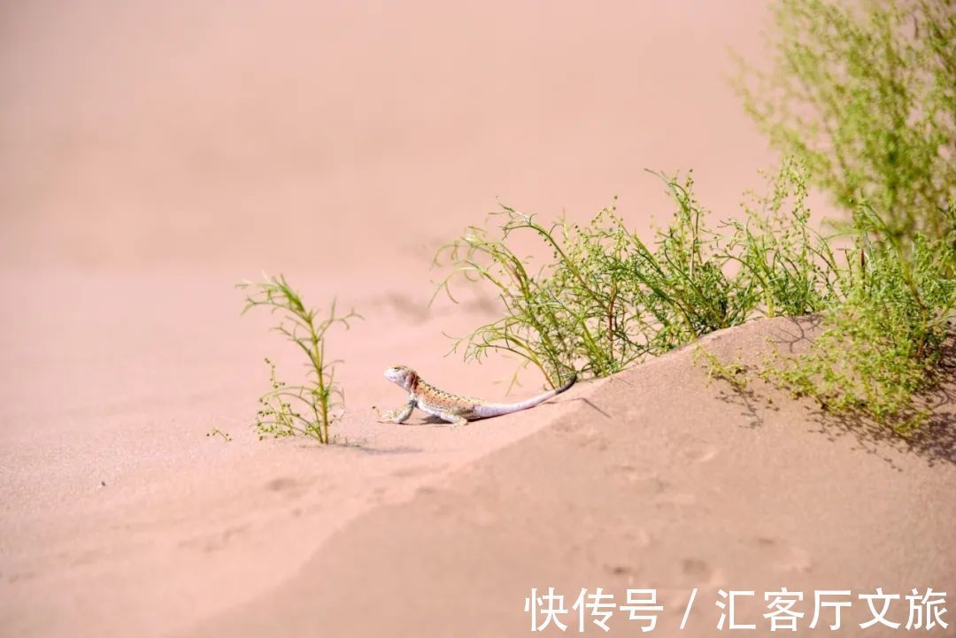 沙漠|除了黄沙漫天,腾格里的沙漠里还能干什么?