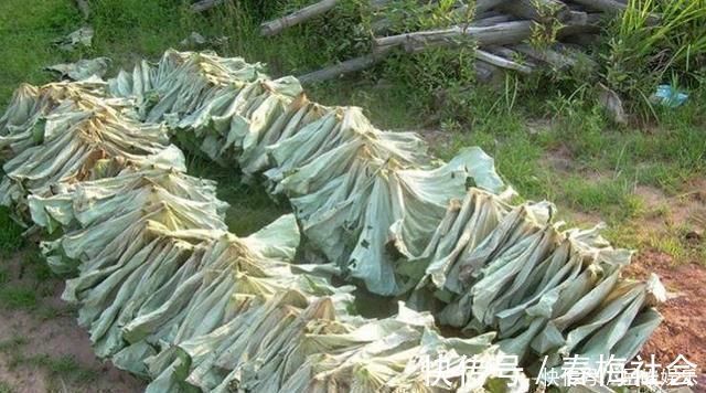 柠檬|减肥不要总是节食,睡前吃此物,坚持一个月后,瘦身效果看得见