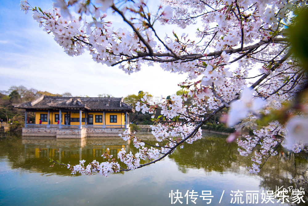 樱花|无锡鼋头渚樱花进入盛花期，花海遇到人海，场景太火爆