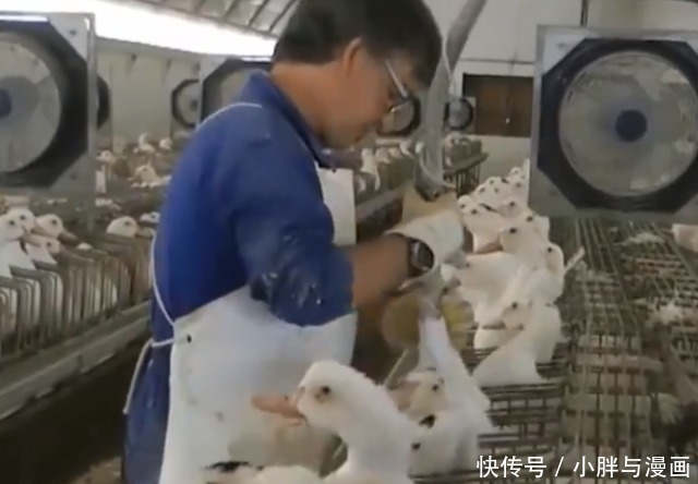 美食|世界顶级美食“鹅肝”,看完它的喂养过程后,你还想吃吗?