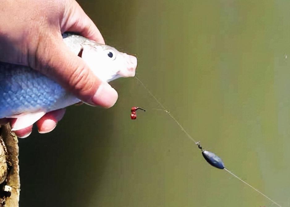 组装不同的铅坠,串钩也能玩出花来