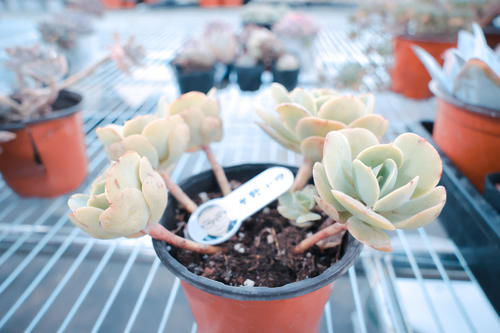 多肉长气根是什么原因?多肉长气根应该怎么办?小帅为你解答