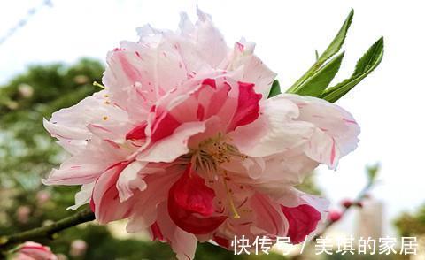 紫藤花|养花试试这几款,花色艳丽,观赏大气,几乎每个人都喜爱