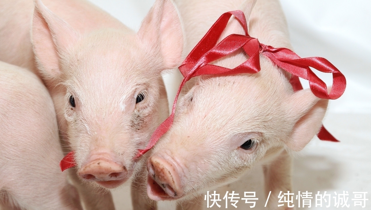 营养性腹泻|为什么仔猪在哺乳期还会腹泻