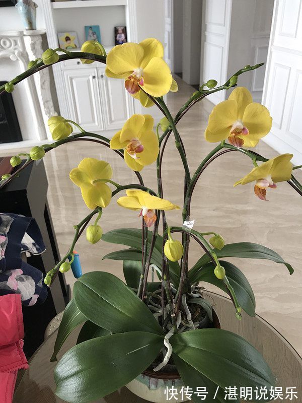 娇艳|4款特色的花卉，花型独特优美，花开娇艳妖娆，秋天枝上长满花苞