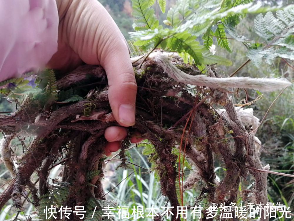 蕨类植物|名字有点吓人,山里人却当成宝,常拿来泡酒,如今20元一斤很稀罕